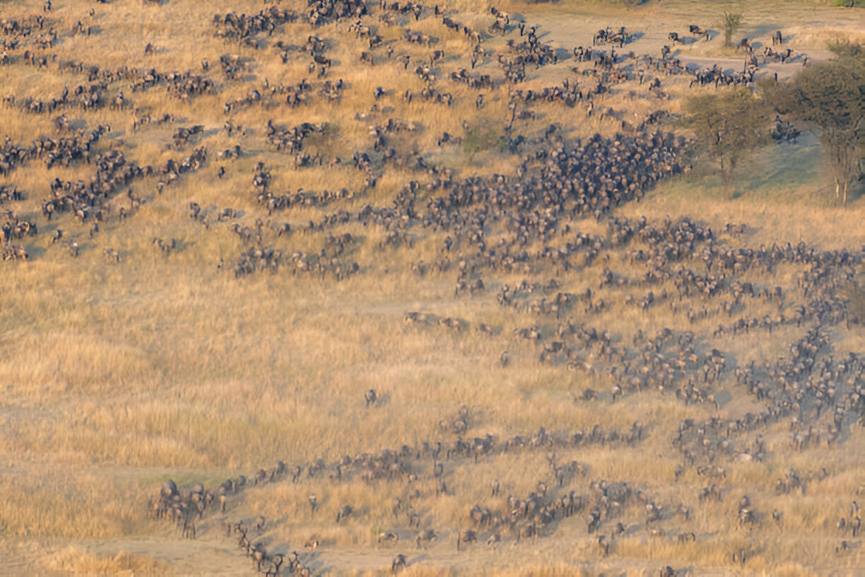 Migration