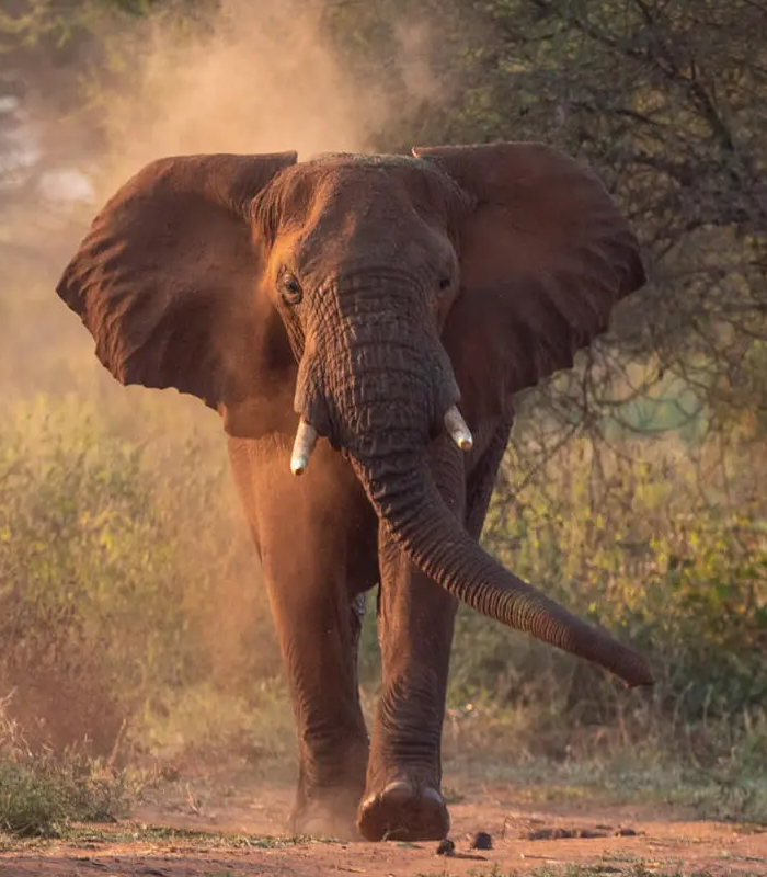 Tarangire National Park