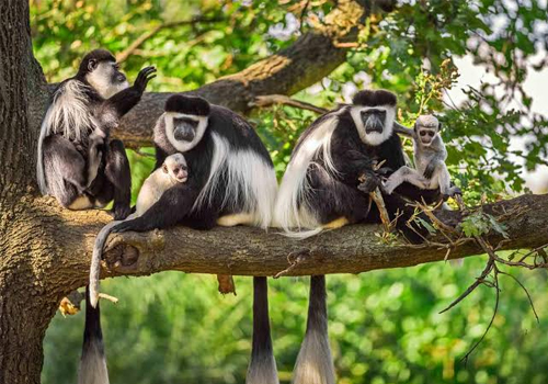 Arusha National Park Day Trip