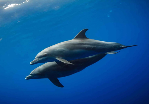 Kizimkazi Dolphins Tour