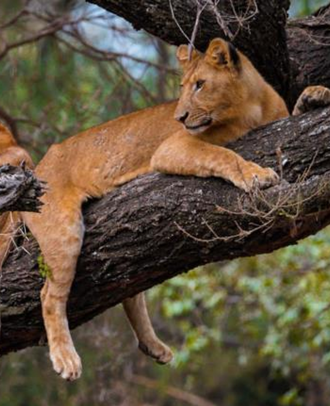 Lake Manyara National Park