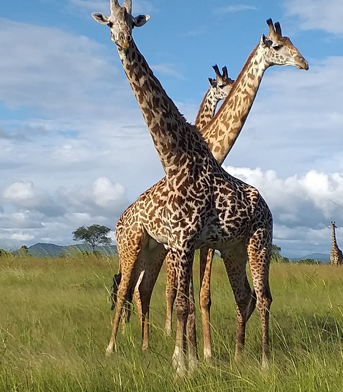 Mikumi National Park
