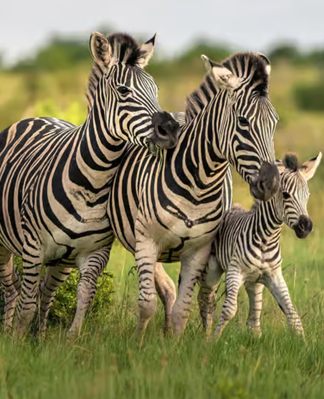 Mikumi National Park