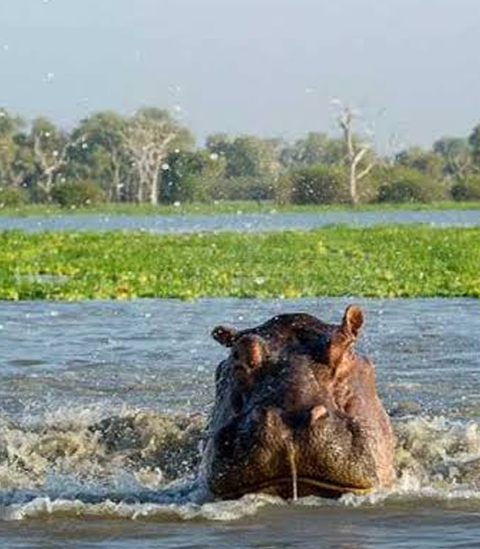 Nyerere National Park