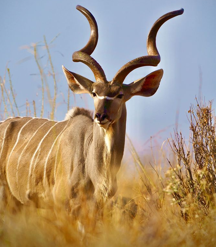 Ruaha National Park
