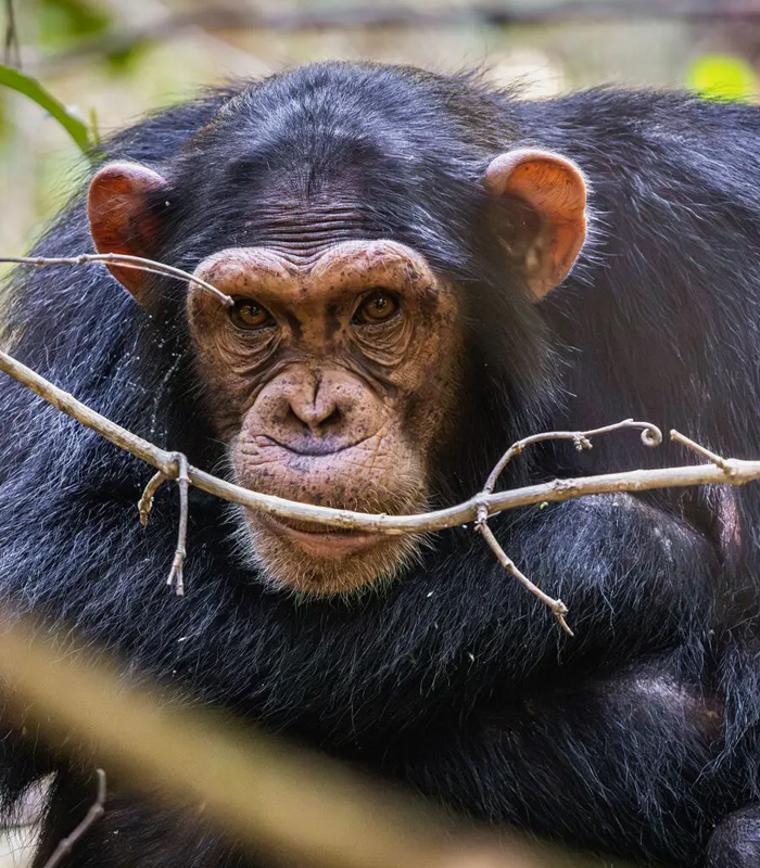Rubondo National Park