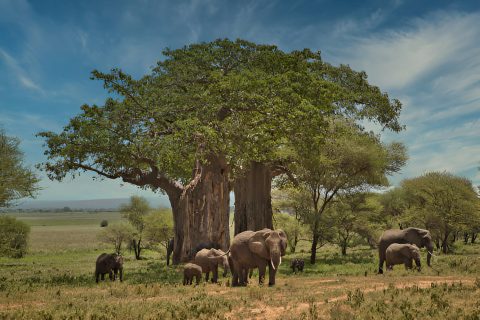 Tarangire_NP